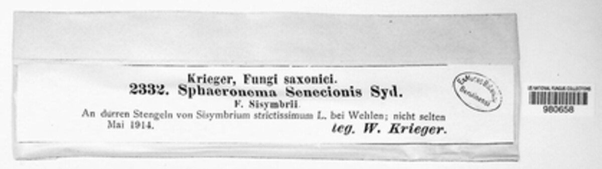 Leptosphaeria sydowii image